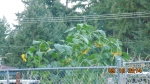 My neighbor's sunflowers