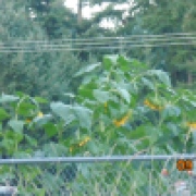 My neighbor's sunflowers